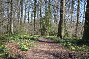Daffodil Way